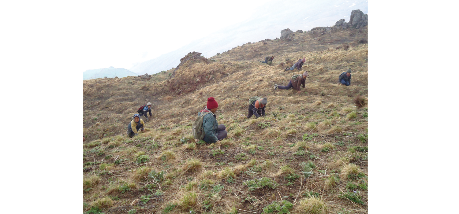 कोरोनाका कारण यार्साबाट सङ्कलन हुने करोडौँ राजस्व गुम्दै