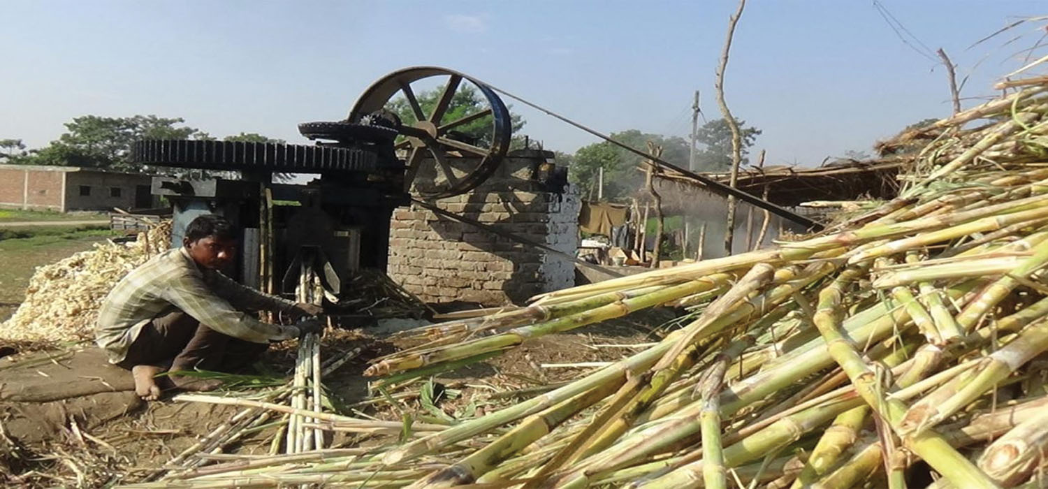 धमाधम उखु पेल्दै किसान