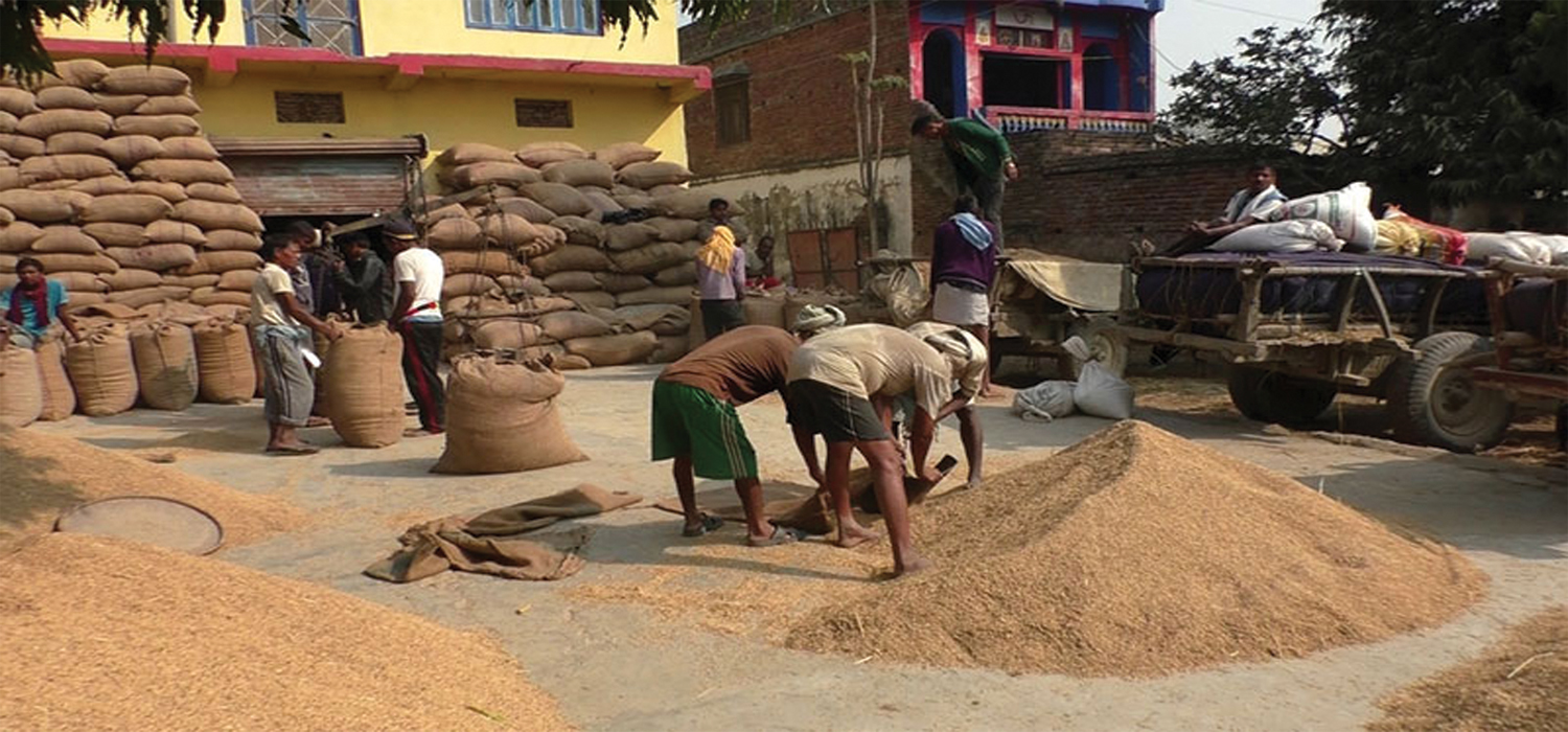 धान बेच्न पालो कुर्दै किसान