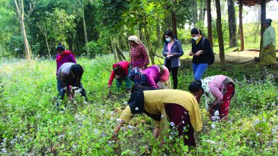 जडीबुटी र घाँसखेतीबाट परिवर्तन हुँदै जीवनस्तर