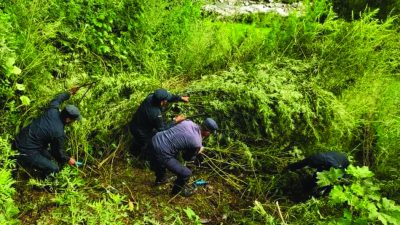 ठूलो मात्रामा लागुऔषध गाँजाको फँडानी