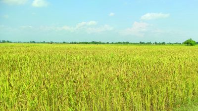 खाना र खेतीपाती प्रवर्द्धन गर्न ध्यानाकर्षण