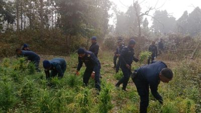 सर्लाहीमा १५ बिघा जग्गामा लगाइएको गाँजा फँडानी